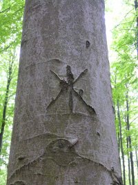 Jeseníky - trasa vyznačená na živých stromech takřka shodnými hvězdicovitými vrypy byla dokumentována v r. 2007 pod hradem Rabštejnem. Značky již byly do značné míry přerostlé novým dřevem.
