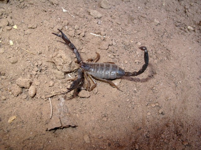 Scorpion found in the sediment. 