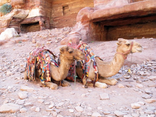 Camels by the rests of tombs.