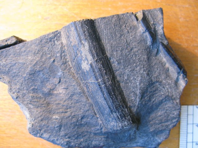 Fragments of two fin spines