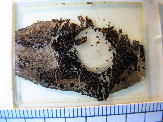 Thin section