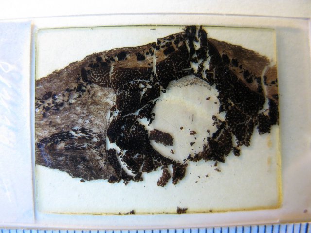 Thin section