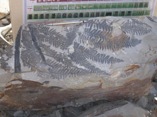 A group of fern fronds organically connected with stems 04.jpg