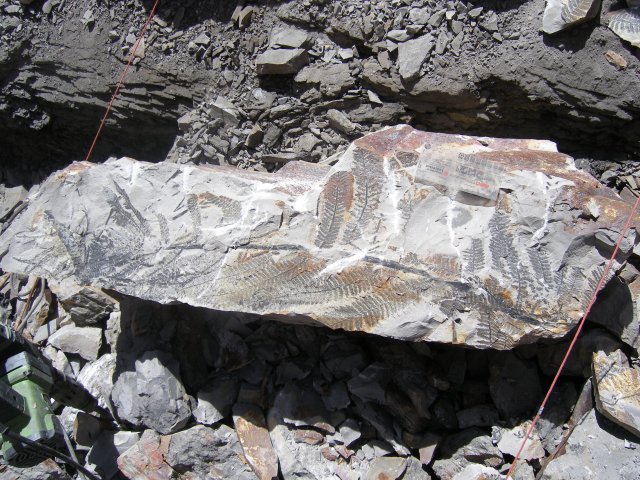One meter long specimen with several frond organically connected wit the stem 17.jpg