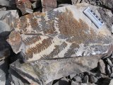 The whole frond of Permian fern