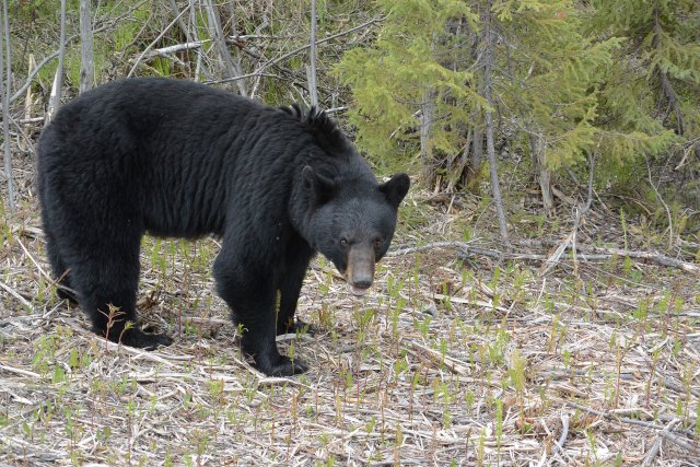 Medvěd černý (baribal) nebyl členem naší výpravy