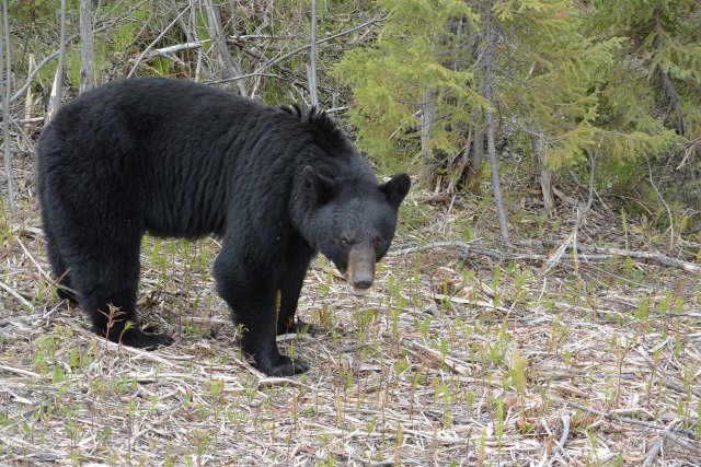 American black bear (Baribal) wasn’t a member of the team Medvěd černý (baribal) nebyl členem naší výpravy