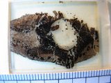 Thin section
