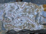 Trace fossil Nereites, Olšovec Quarry