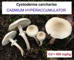 Cadmium hyperaccumulation and its chemical form in Cystoderma carcharias