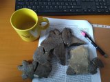 Plastron fragments of a Miocene turtle from Ahníkov locality, photo Chroust