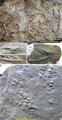 Některé ordovické fosilní stopy z údolí Nigali Dhar: a) Phycodes, b-d) Palaeophycus, e) Diplichnites
