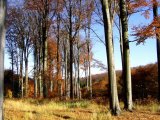 Voděrady beechstands