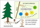 Ectomycorrhiza