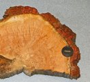 Tree rings