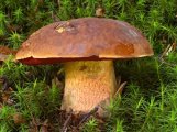 Boletus erythropus