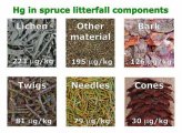 Hg in spruce litterfall components