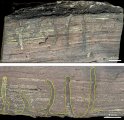 The find of systems of borings in wood, resembling the work of modern Scolytidae