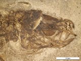 Pirskenius diatomaceus, head, Oligocene, Hrazený site