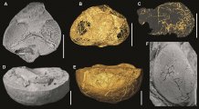 Potravní sondy ve složených očích trilobitů rodu Cyclopyge. Délka úsečky = 1 cm. Foto Petr Kraft (A, D, F) a Jana Bruthansová (B, C, E; počítačová tomografie).